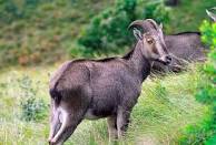 Nilgiri Tahr